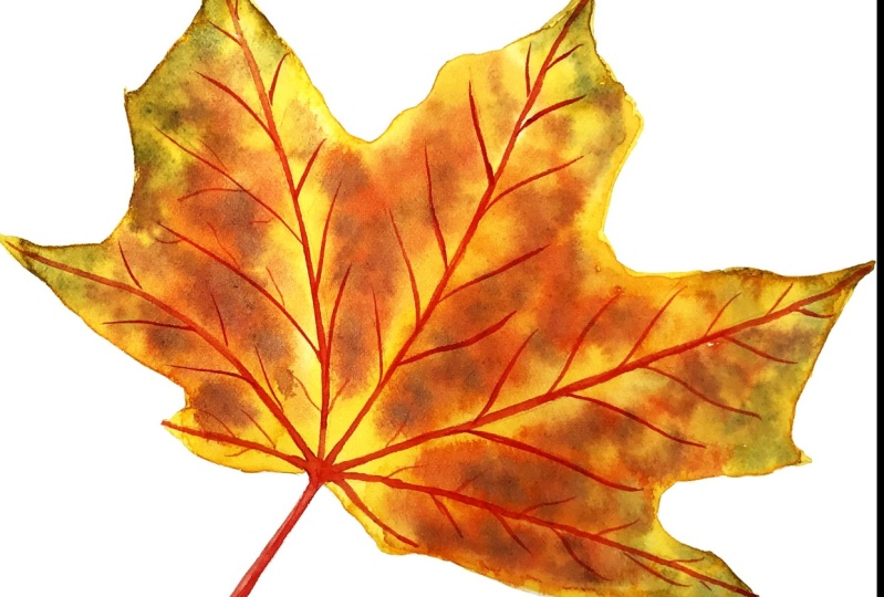Autumn Leaf in Watercolor