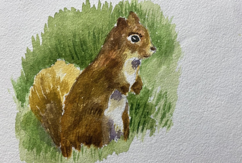Squirrel