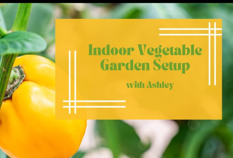 Starting An Indoor Vegetable Garden Setup