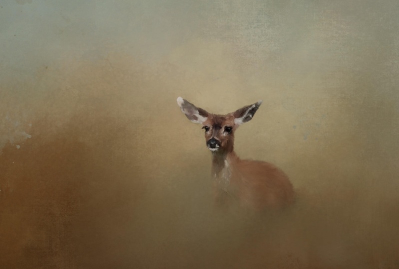 Fine Art Fawn