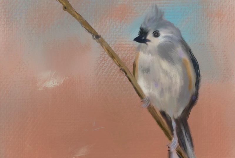 Paint a songbird in procreate