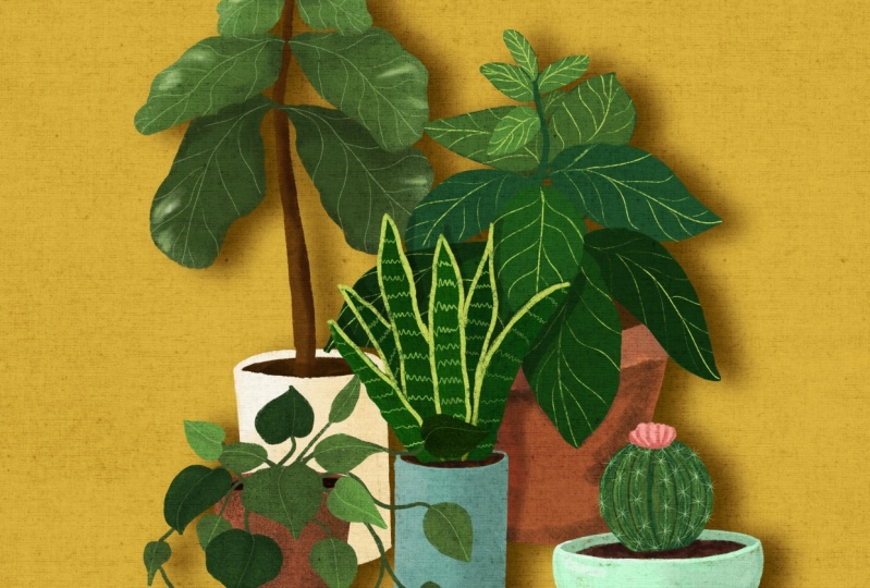 Plants!