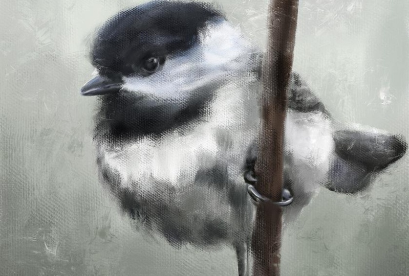 Chester The Chickadee