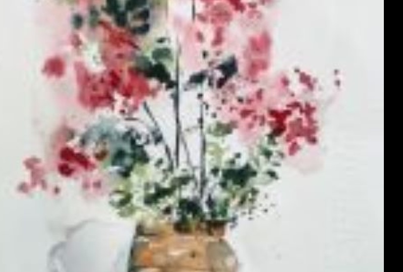 Bouganvillea
