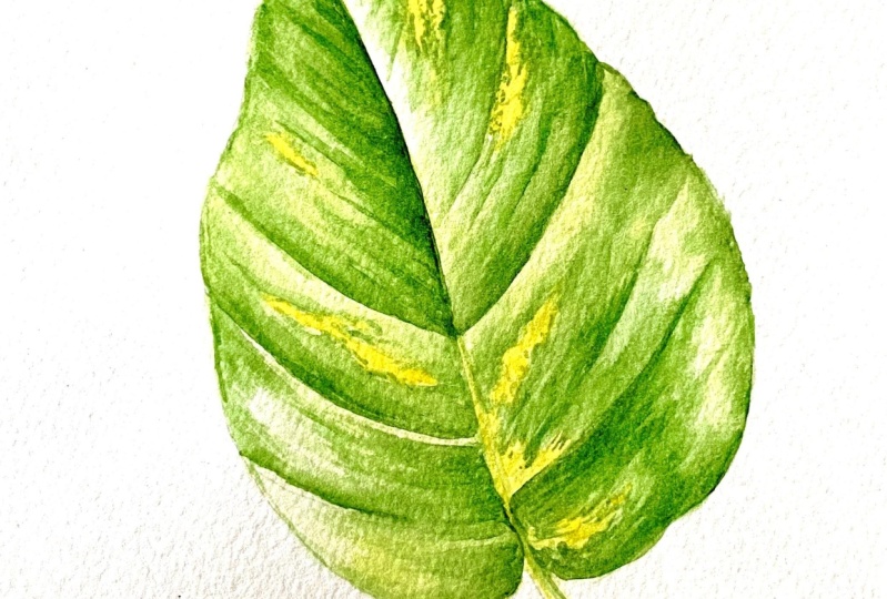 Proyecto Acuarela Botanica Buhita
