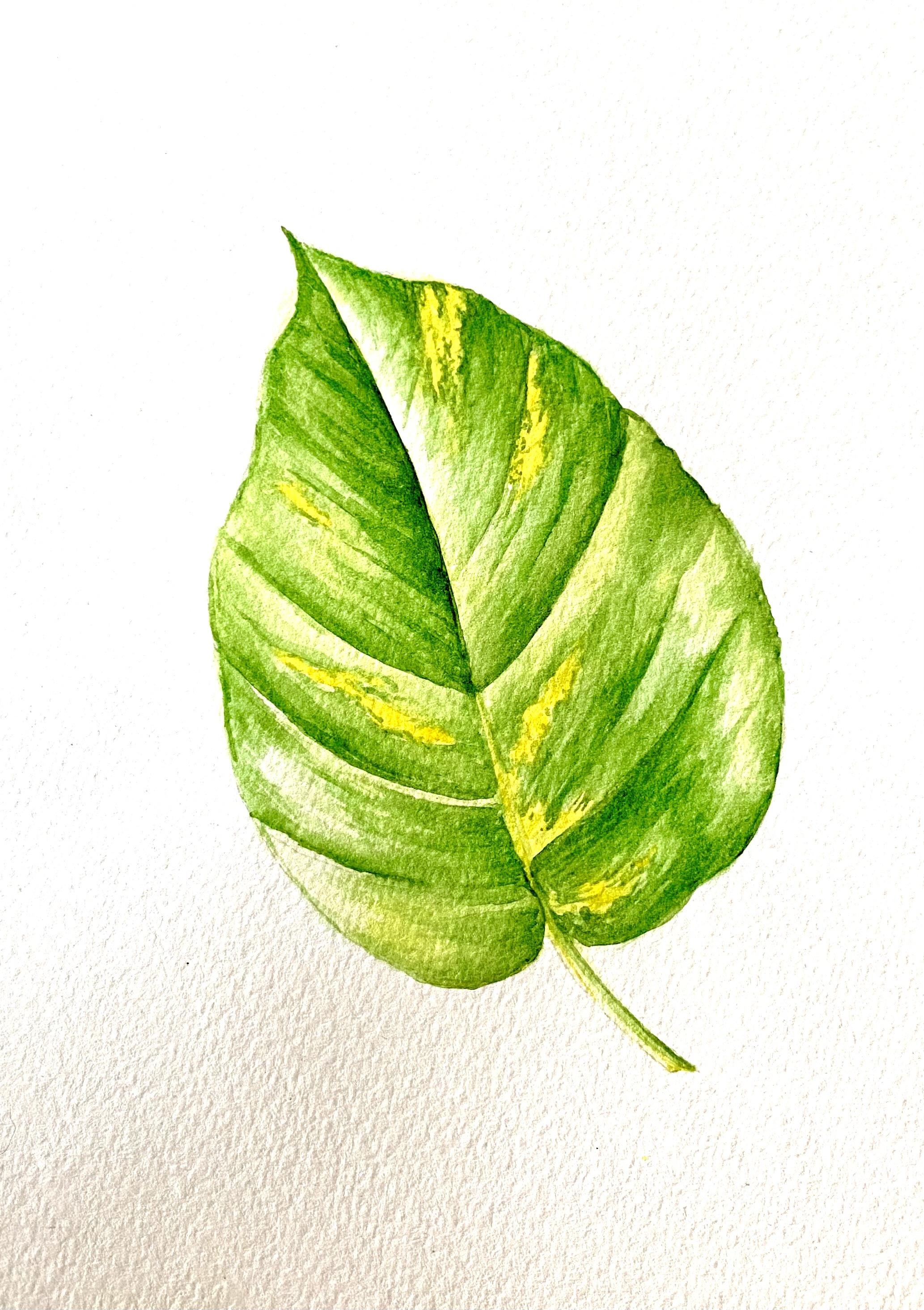 Proyecto Acuarela Botanica Buhita - student project