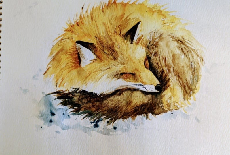 Sleeping fox