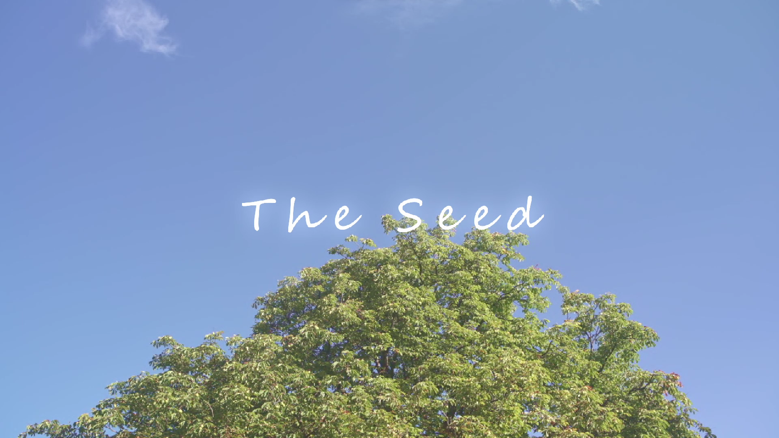 The seed... - student project