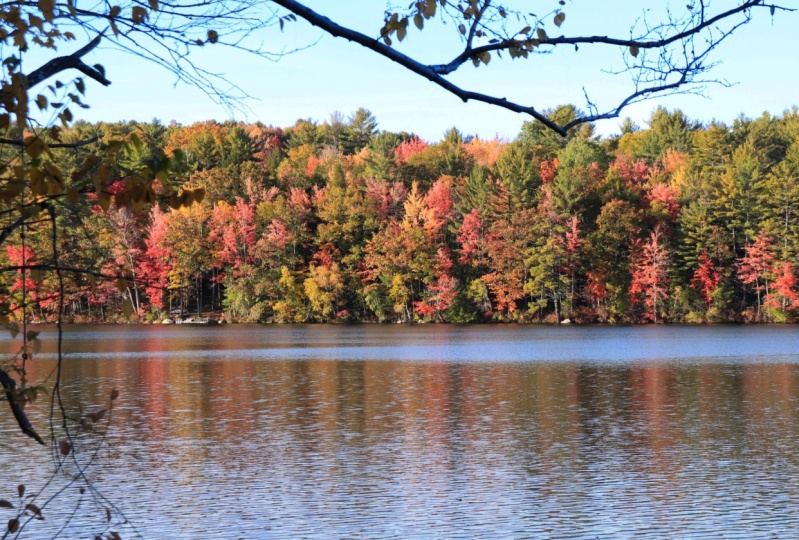 Foliage Edit