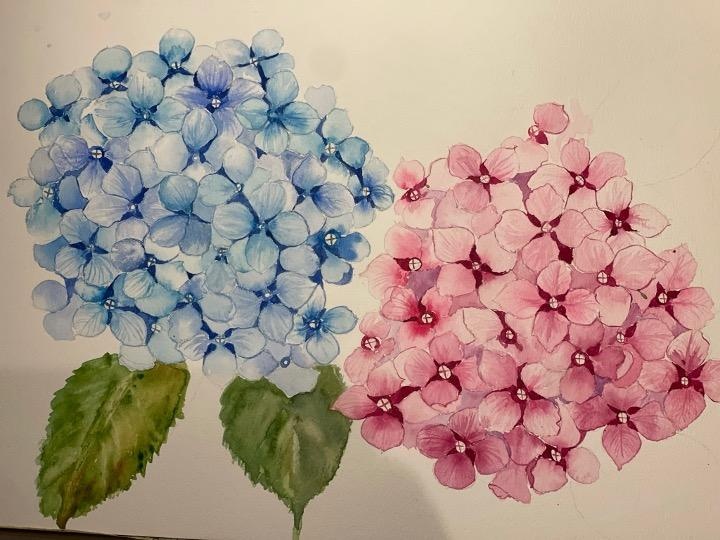 Hydrangea - student project