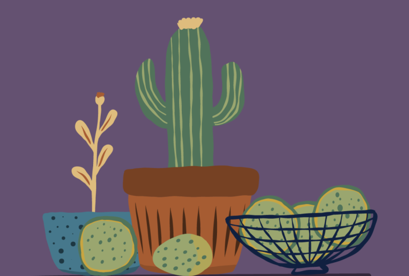 Cacti still life