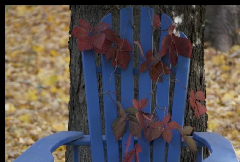 Fall colors