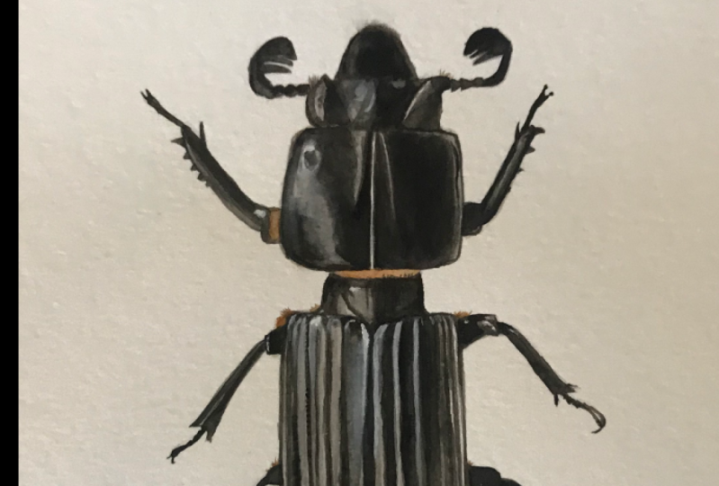 Beetle