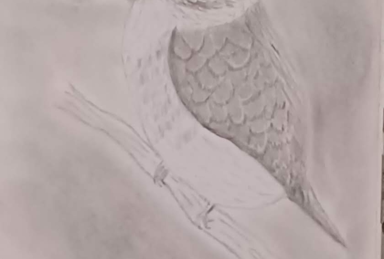 Bird - student project