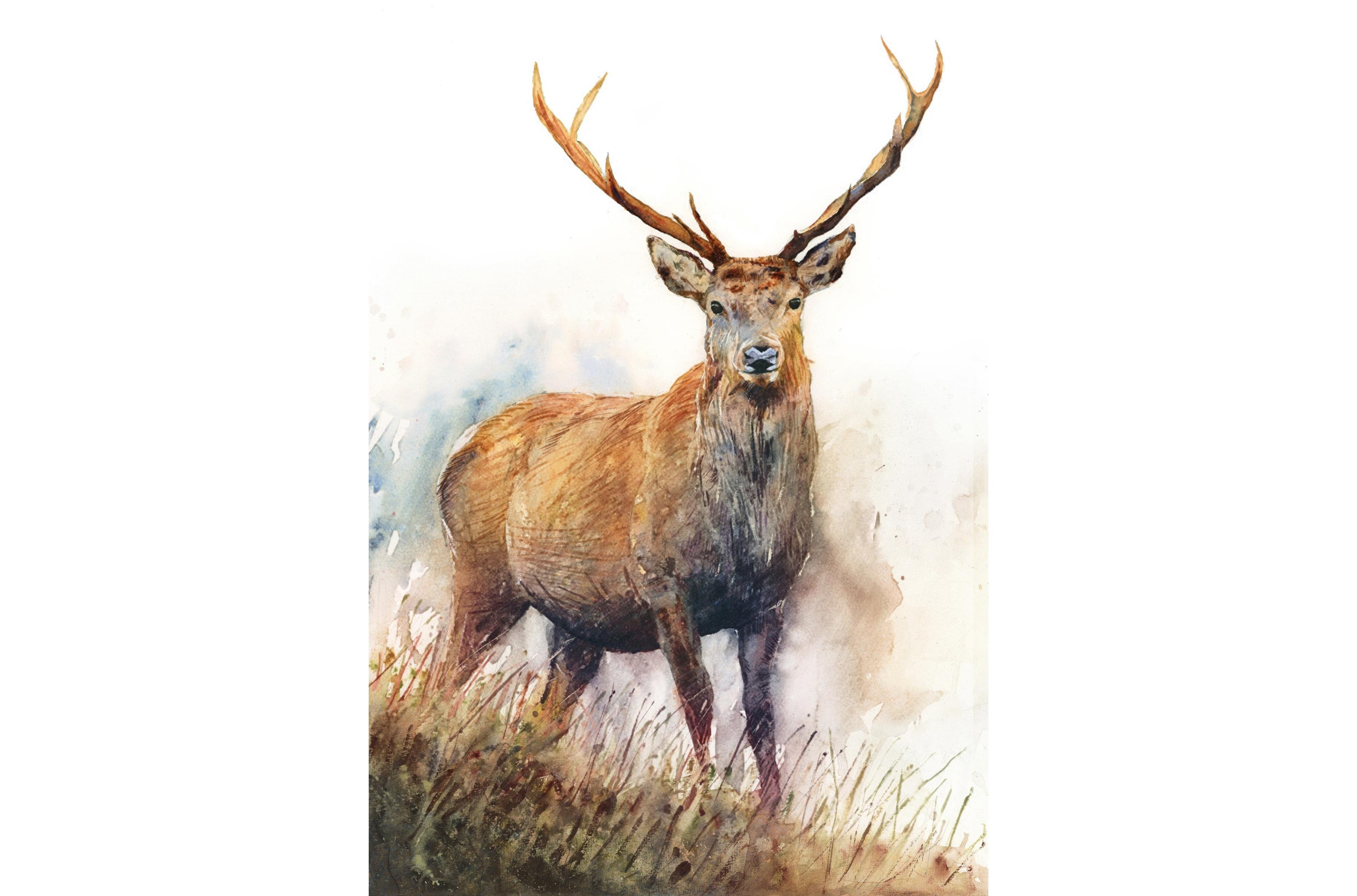 Apprendre à peindre un cerf à l'aquarelle à l'aide de techniques simples,  libres et expressives | Will Elliston | Skillshare, image size:3651x2412