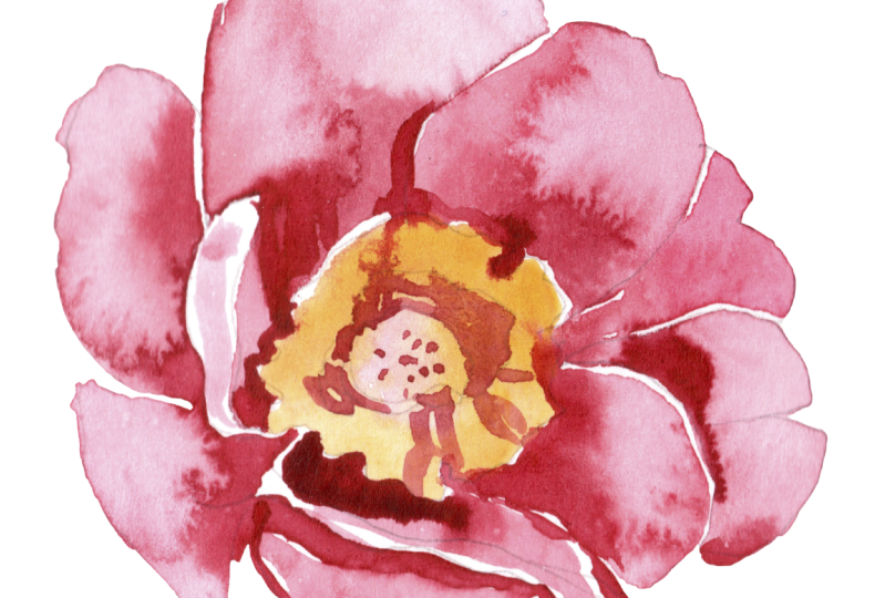 Peony painting ready to print!
