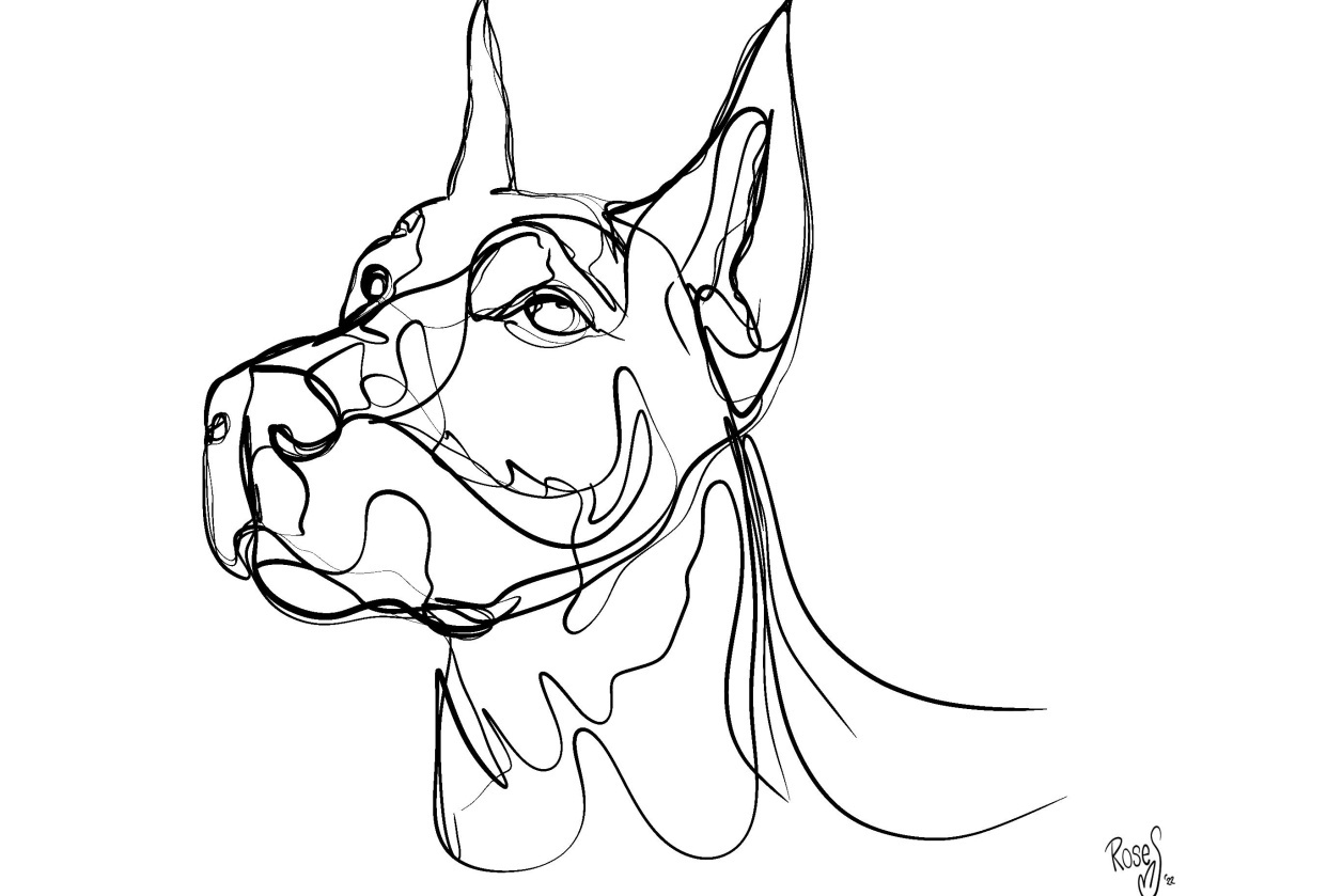 Line art animal portraits in procreate - student project