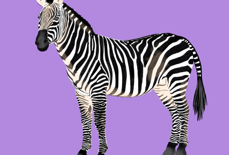 Zebra