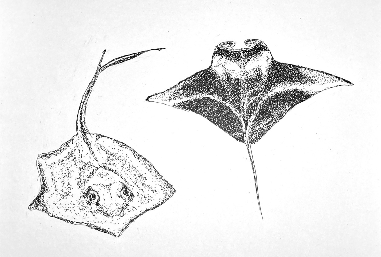 Dotted Rays - student project