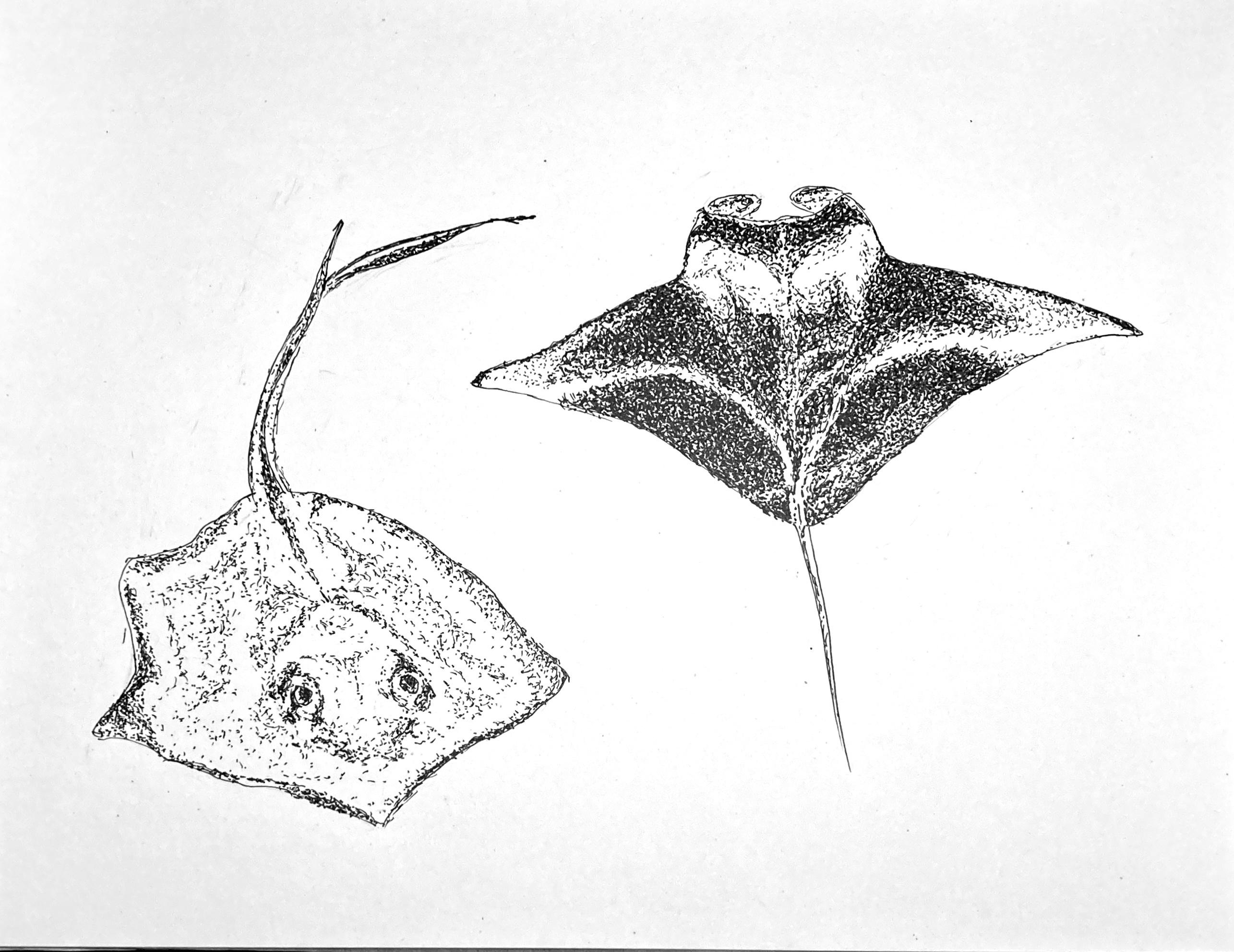 more-projects-from-class-img