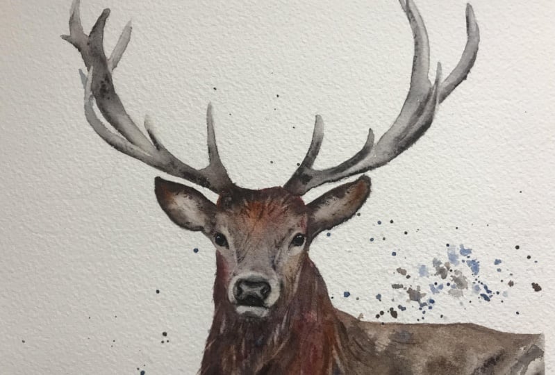 Stag in watercolour