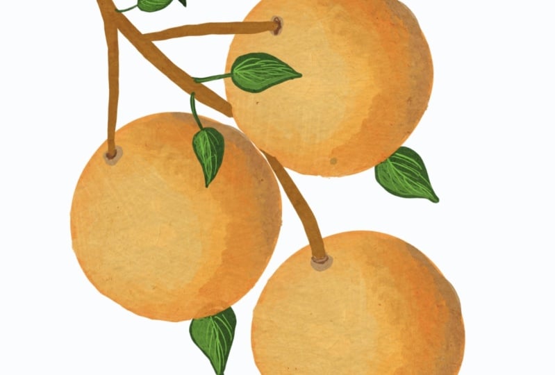 Digital fruit painting in Procreate