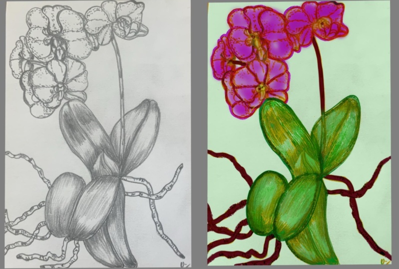 Orchid pencil drawing in procreate