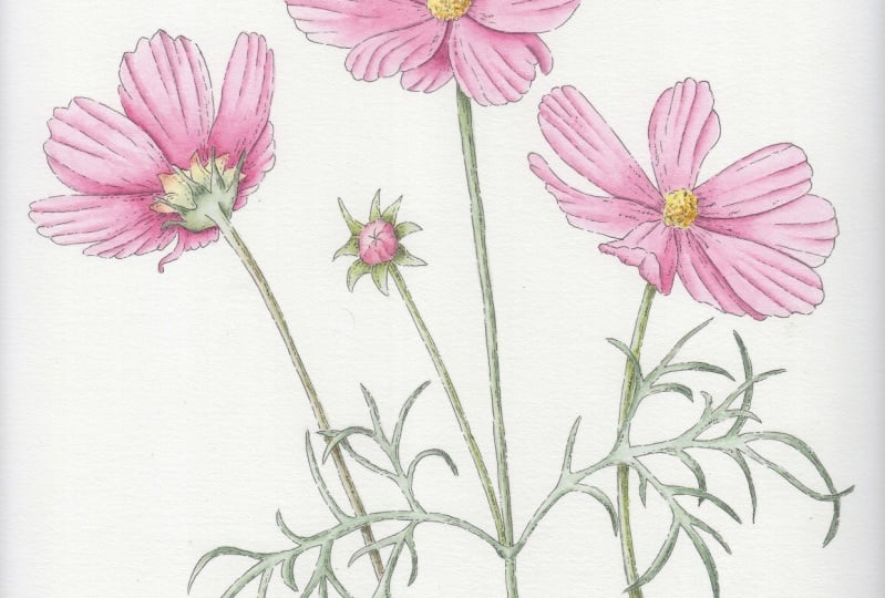 My watercolor and ink cosmos