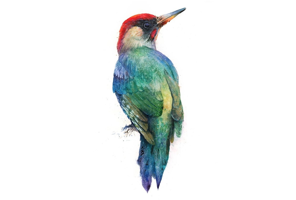 Woodpecker from my latest class... - student project