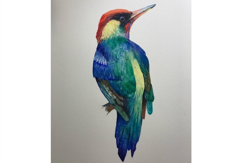 Colourful woodpecker