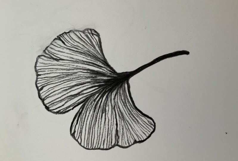 Ginkgo leaf