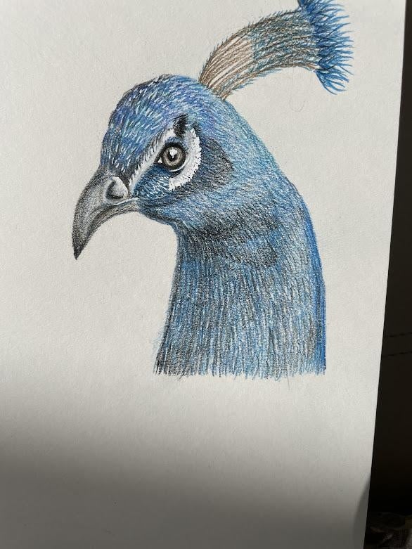 Blue Peacock - student project