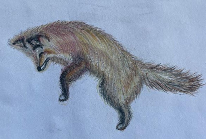 Fox