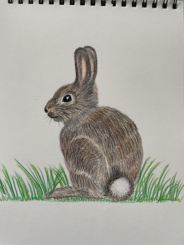 Bunny - student project