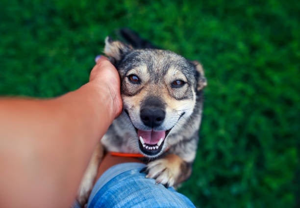 Most tender emotional support dog breeds - student project