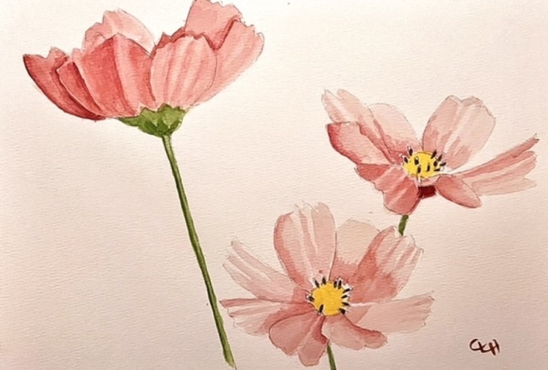 Cosmos flowers