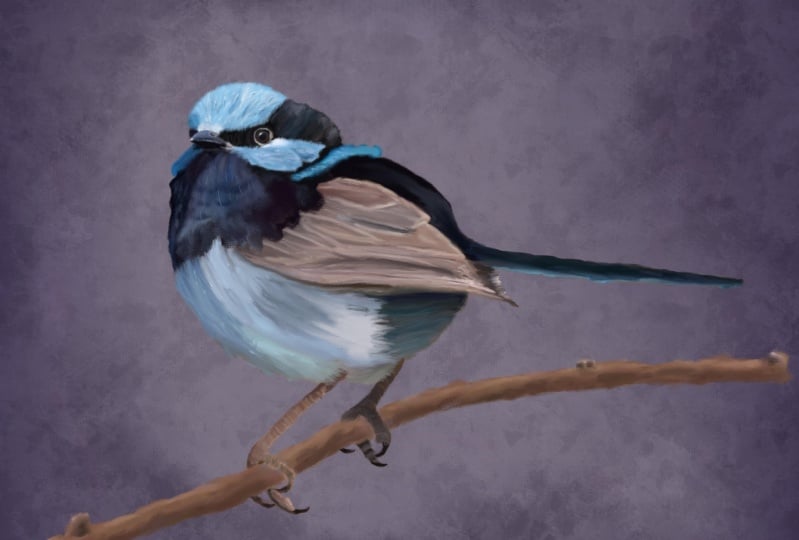 Fairy Wren