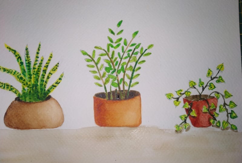 House plants