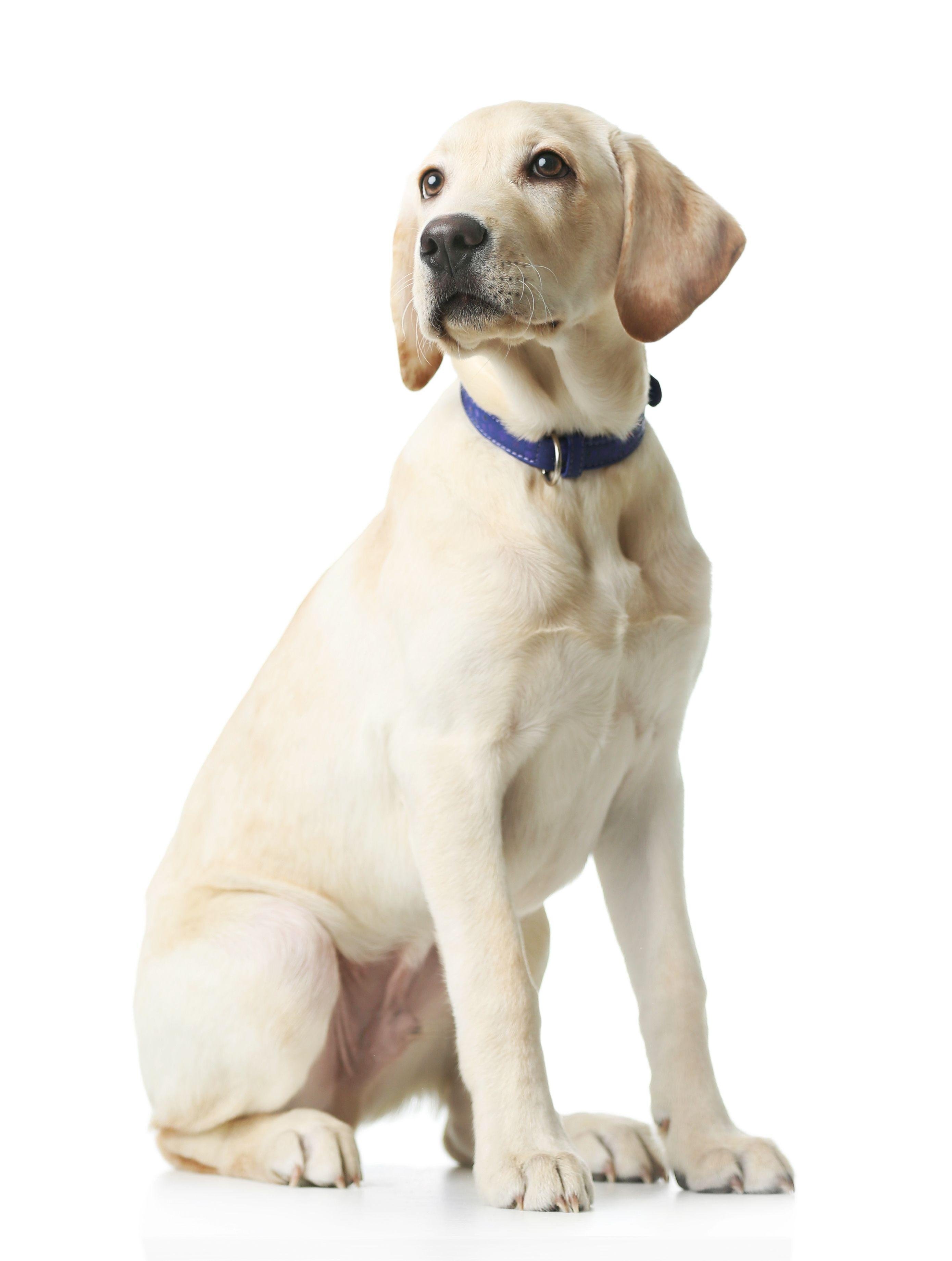 Top Thought Tips for ESA Dog Proprietors - student project