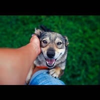 Labrador Retriever Breed as Astounding ESA Dog - student project