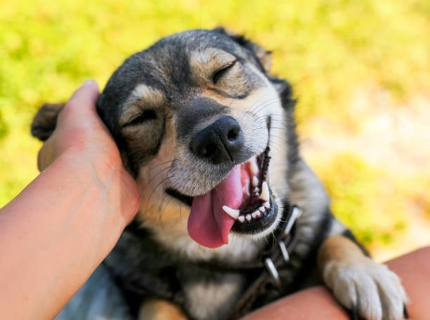 Top 5 Unmistakable Emotional Support Dog Breeds for Anxious People - student project