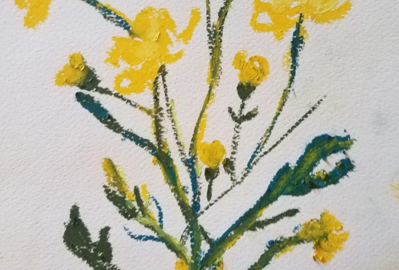 Buttercup-pastel