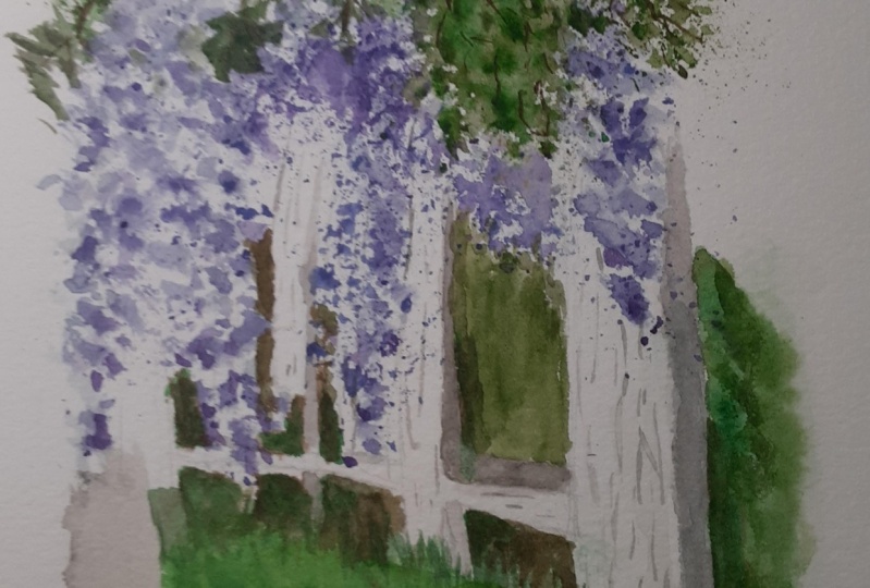 Wisteria
