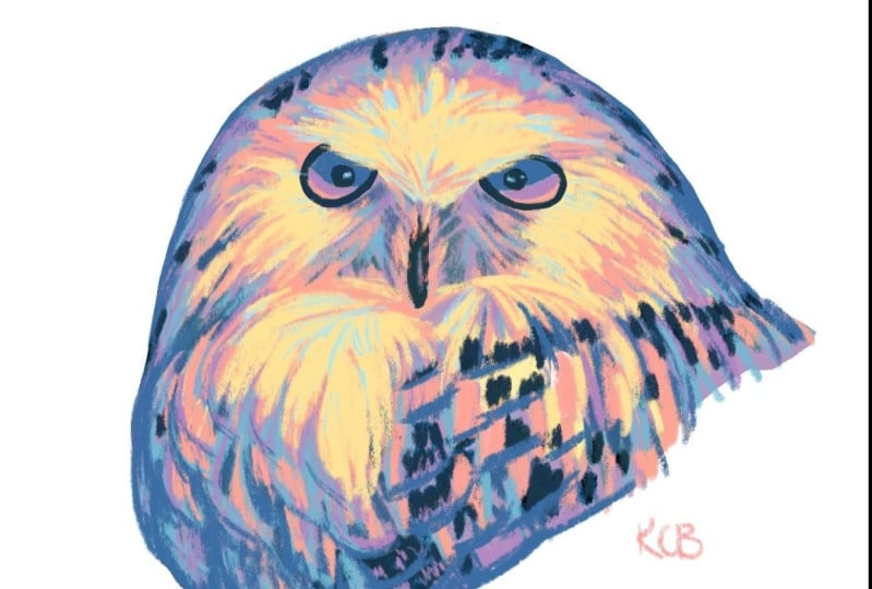 Snowy Owl