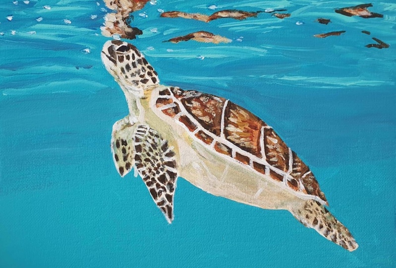 Turtle with reflections