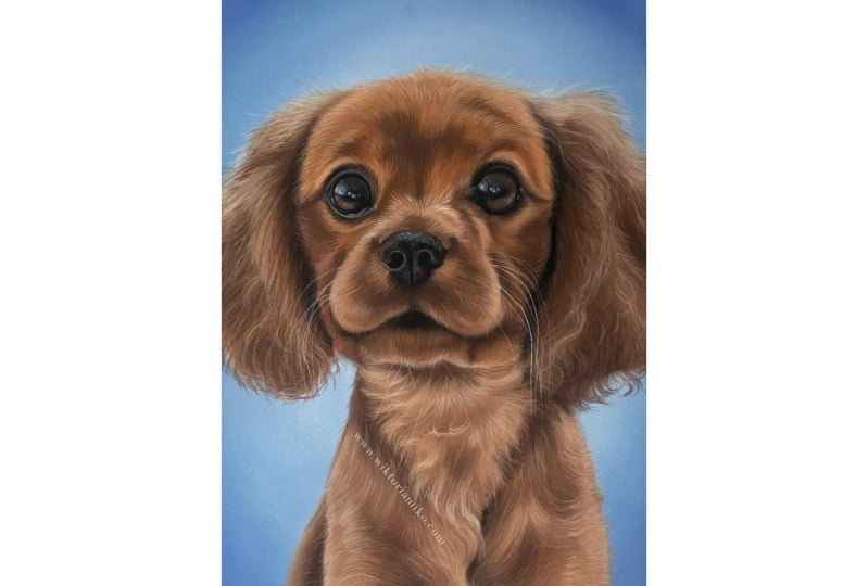 My drawing of a puppy cavalier in soft pastels