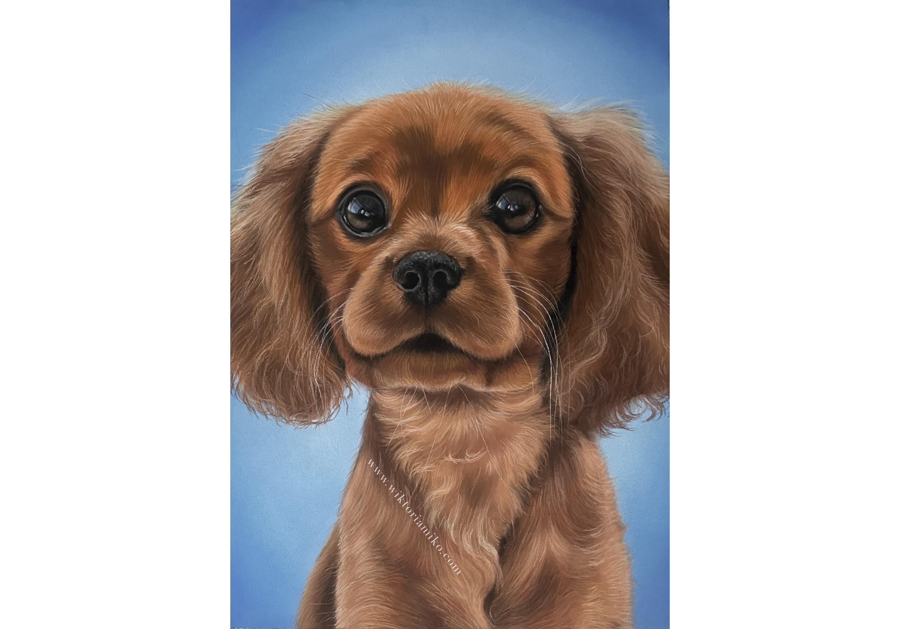 My drawing of a puppy cavalier in soft pastels - student project