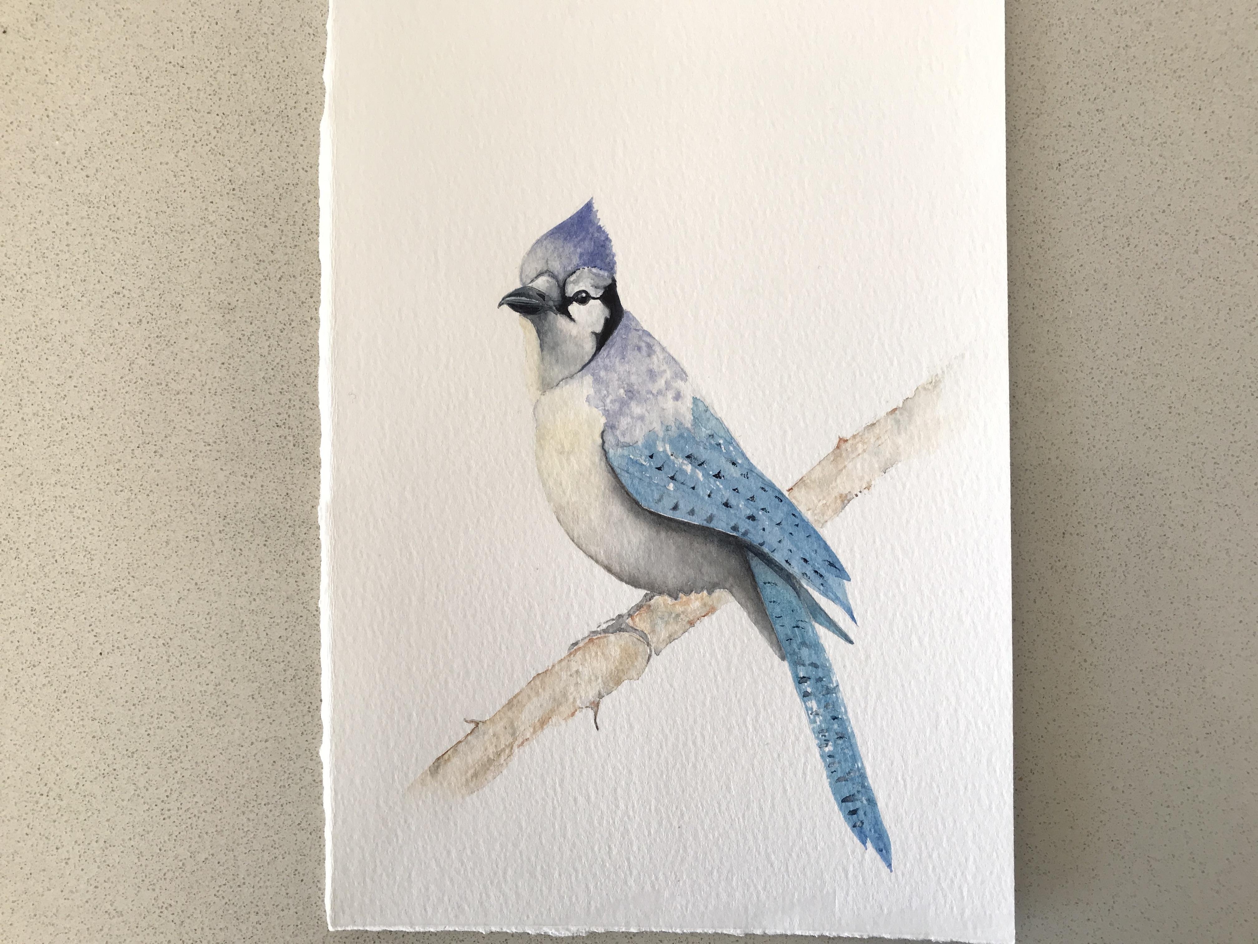 Blue Jay - student project