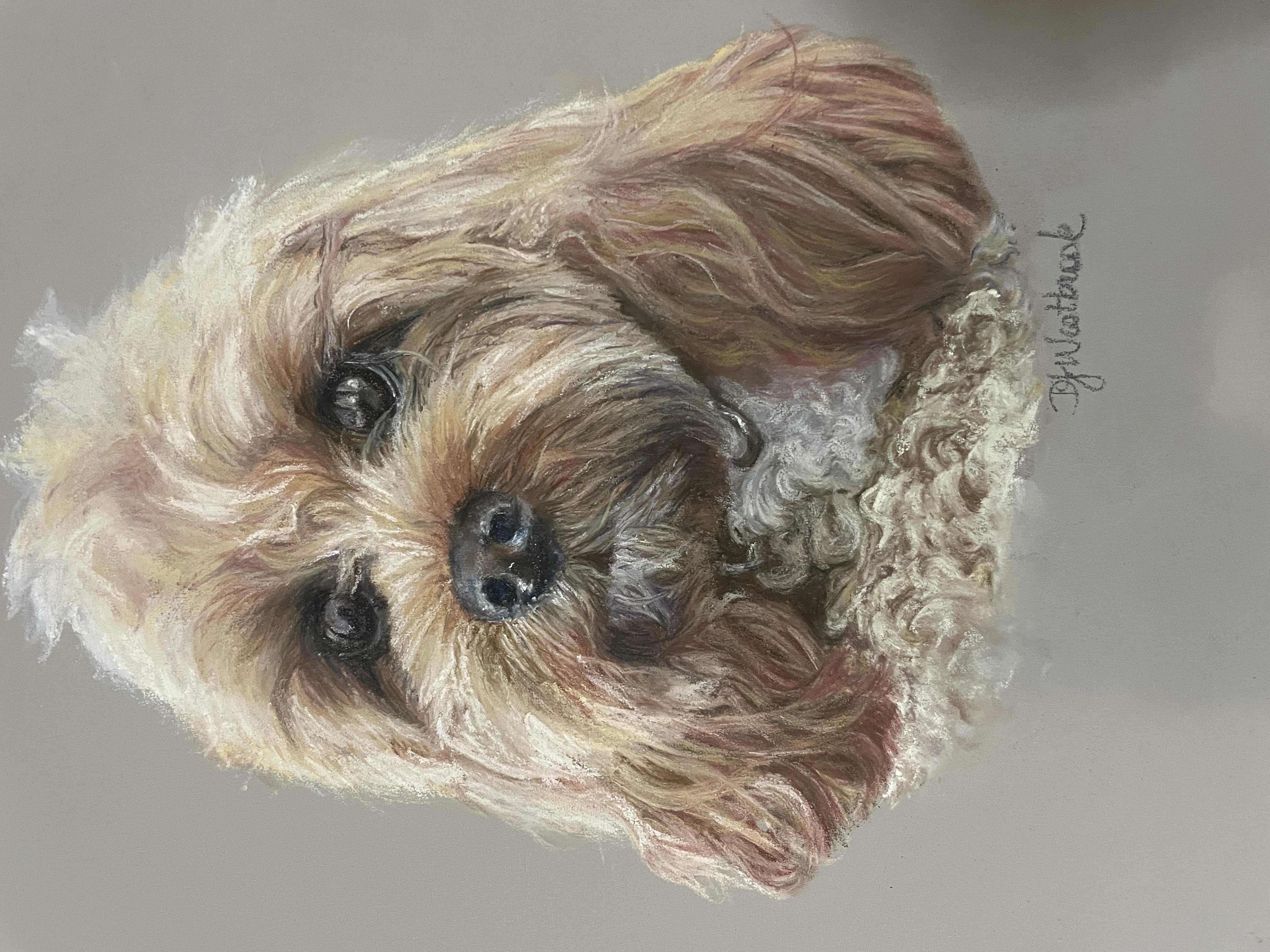 Furbaby - student project