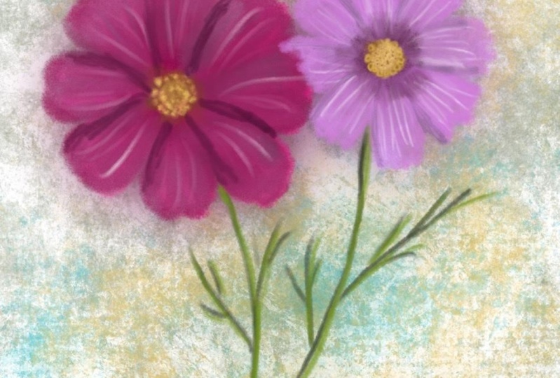 Drawing and painting a cosmos flower